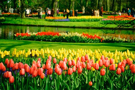 Tulip poussant dans un jardin, jardins de Keukenhof, Lisse, Pays-Bas Photographie de stock - Premium Libres de Droits, Code: 625-01250457