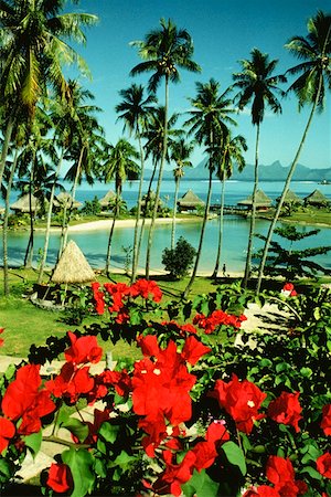 High angle view of flowers near a stilt house, Bure Huts Hotel, Papeete, Tahiti, Society Islands, French Polynesia Foto de stock - Sin royalties Premium, Código: 625-01251199