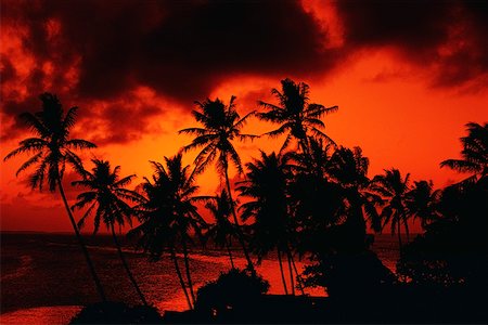 simsearch:625-01749794,k - Silhouette of palm tree at dusk, Majuro, Marshall Islands Foto de stock - Sin royalties Premium, Código: 625-01251392