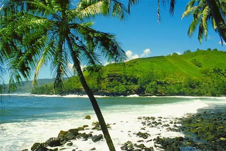 simsearch:625-01250905,k - Palmiers sur la plage, Tahiti, îles de la société, Polynésie française Photographie de stock - Premium Libres de Droits, Code: 625-01251688