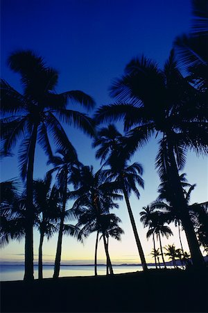 Silhouette de palmier sur la plage, Viti Levu, Fidji Photographie de stock - Premium Libres de Droits, Code: 625-01251979