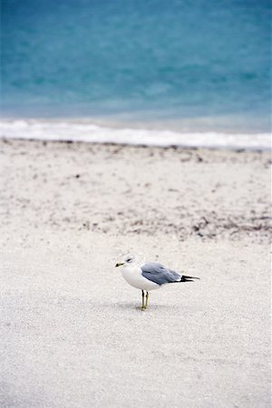 seagulls at beach - Vue grand angle d'une mouette sur la plage Photographie de stock - Premium Libres de Droits, Code: 625-01264100