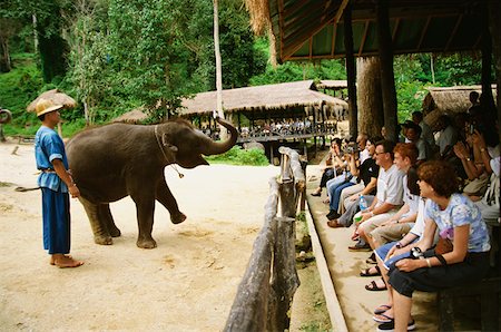 elephant standing on person - Elephant standing on hind legs, Maesa Elephant Camp, Chiang Mai, Thailand Stock Photo - Premium Royalty-Free, Code: 625-01264113