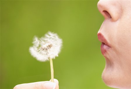 dandelion greens - Close-up of a woman blowing a flower Stock Photo - Premium Royalty-Free, Code: 625-01264271