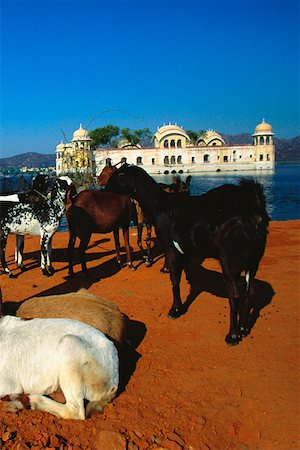 simsearch:625-00804370,k - Troupeau de chèvres kid à un bord de lac, Jaisalmer, Rajasthan, Inde Photographie de stock - Premium Libres de Droits, Code: 625-01264461