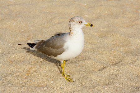 simsearch:625-01263590,k - Close-up of a seagull on the beach, Miami Beach, Florida, USA Foto de stock - Sin royalties Premium, Código: 625-01264615