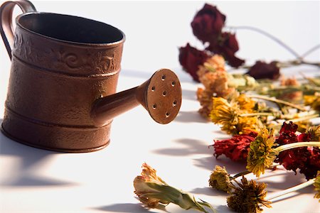 Close-up of a watering can with flowers Stock Photo - Premium Royalty-Free, Code: 625-01264990