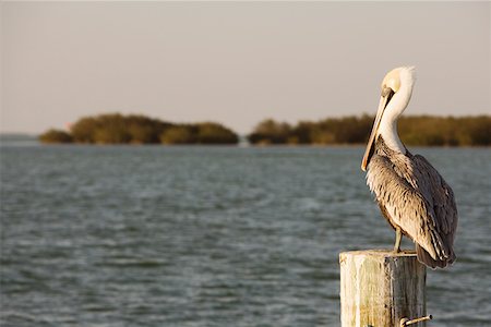 pelican - Rear view of a pelican perching on a wooden post Stock Photo - Premium Royalty-Free, Code: 625-01265022