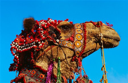 simsearch:857-03192471,k - Gros plan d'un chameau, Jaipur, Rajasthan, Inde Photographie de stock - Premium Libres de Droits, Code: 625-01260952