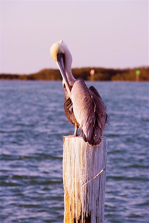 pelican - Close-up of a pelican perching on a wooden post Stock Photo - Premium Royalty-Free, Code: 625-01261282