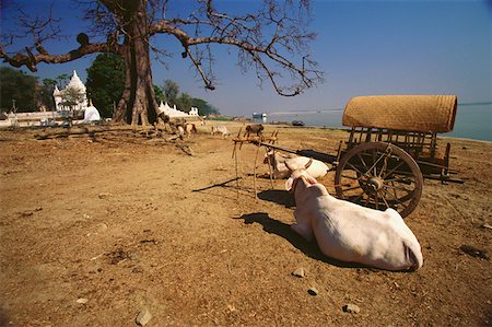 Oxen resting at the riverbank, Mingun, Sagaing Divison, Myanmar Stock Photo - Premium Royalty-Free, Code: 625-01261508