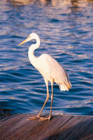 simsearch:625-01263590,k - Close-up of a wood stork on a pier, Miami, Florida, USA Foto de stock - Sin royalties Premium, Código: 625-01261681