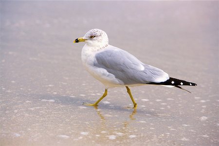 simsearch:625-01263590,k - Close-up of a seagull perching on the beach Foto de stock - Sin royalties Premium, Código: 625-01262014