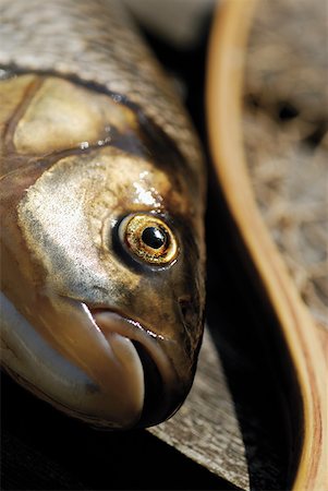 simsearch:625-01252133,k - Close-up of a fish Stock Photo - Premium Royalty-Free, Code: 625-01262117