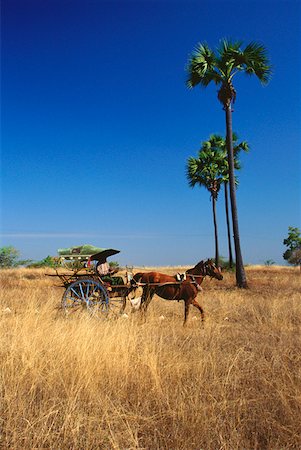 simsearch:625-00903515,k - Chariot de cheval dans un champ, Bagan, Myanmar Photographie de stock - Premium Libres de Droits, Code: 625-01262854