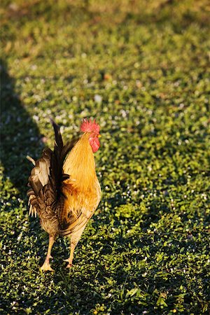 simsearch:625-01263590,k - High angle view of a cockerel on a field Foto de stock - Sin royalties Premium, Código: 625-01263170