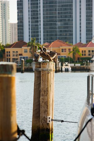 simsearch:625-01263590,k - Three wood storks perching on a wooden post (mycteria americana) Foto de stock - Sin royalties Premium, Código: 625-01263287