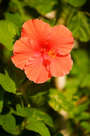 Close-up of a red hibiscus (hibiscus acetosella) Stock Photo - Premium Royalty-Free, Code: 625-01263437