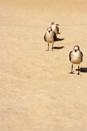 seagulls at beach - Gros plan de mouettes sur la plage de Miami Beach, Floride, États-Unis Photographie de stock - Premium Libres de Droits, Code: 625-01263726