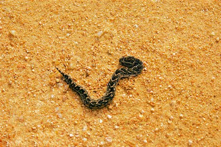 eastern transvaal - Vue grand angle sur un Puff adder (Bitis arietans) sur la route, Kruger National Park, Province de Mpumalanga, Afrique du Sud Photographie de stock - Premium Libres de Droits, Code: 625-01745147