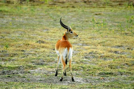 Rouge cobes (Kobus leche) dans un champ, Delta de l'Okavango, Botswana Photographie de stock - Premium Libres de Droits, Code: 625-01745154