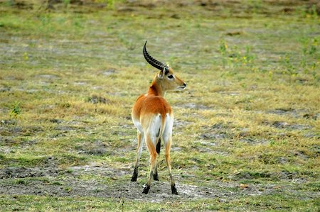 Red lechwe (Kobus leche) in a field, Okavango Delta, Botswana Foto de stock - Sin royalties Premium, Código: 625-01745154