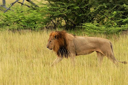 endangered animals side view - Lion (Panthera leo) walking in a forest, Okavango Delta, Botswana Stock Photo - Premium Royalty-Free, Code: 625-01745156