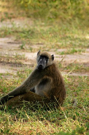 Baboon sitting in a forest, Chobe National Park, Botswana Foto de stock - Royalty Free Premium, Número: 625-01745158