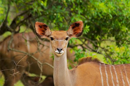 simsearch:625-01745451,k - Gros plan d'une femelle koudou (Tragelaphus strepsiceros) dans une forêt, le Parc National Kruger, Province de Mpumalanga, Afrique du Sud Photographie de stock - Premium Libres de Droits, Code: 625-01745153