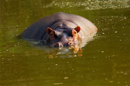 river eye - Hippopotamus (Hippopotamus amphibius) in a river, Makalali Game Reserve, South Africa Fotografie stock - Premium Royalty-Free, Codice: 625-01745167