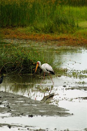 Cigogne à bec jaune (Mycteria ibis) marchant dans l'eau, le Delta de l'Okavango, Botswana Photographie de stock - Premium Libres de Droits, Code: 625-01745160