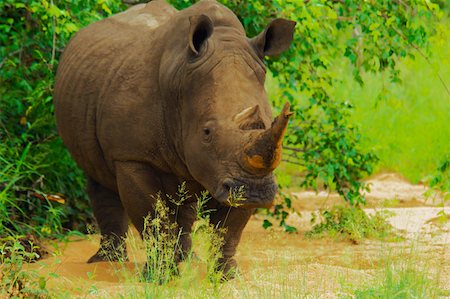 south africa forests - White rhinoceros (Ceratotherium simum) in a forest, Motswari Game Reserve, South Africa Stock Photo - Premium Royalty-Free, Code: 625-01745161