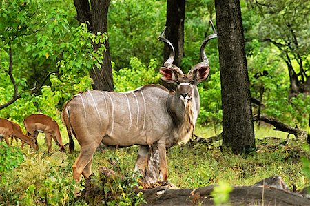 Mâle koudou (Tragelaphus strepsiceros) dans un forêt, Delta de l'Okavango, Botswana Photographie de stock - Premium Libres de Droits, Code: 625-01745163