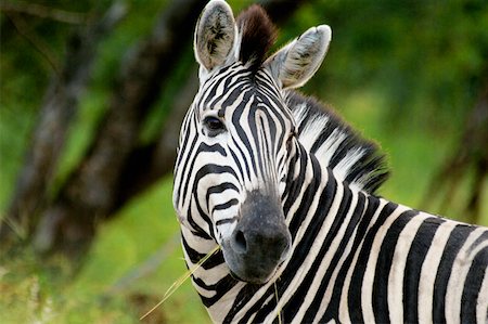 simsearch:6119-08741126,k - Close-up of a Plains zebra (Equus burchellii) in a forest, Kruger National Park, Mpumalanga Province, South Africa Foto de stock - Sin royalties Premium, Código: 625-01745174