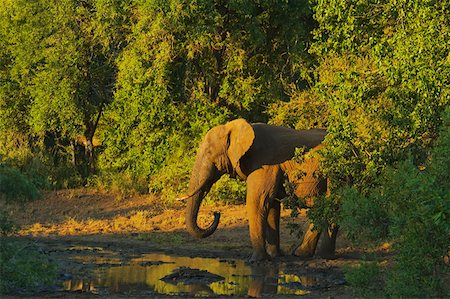 elephant in water reflection - Elephant in a forest, Makalali Game Reserve, South Africa Stock Photo - Premium Royalty-Free, Code: 625-01745177