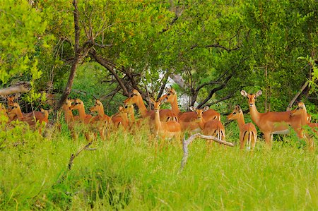 Troupeau d'Impala (Aepyceros melampus) dans une forêt, Motswari Game Reserve, en Afrique du Sud Photographie de stock - Premium Libres de Droits, Code: 625-01745179