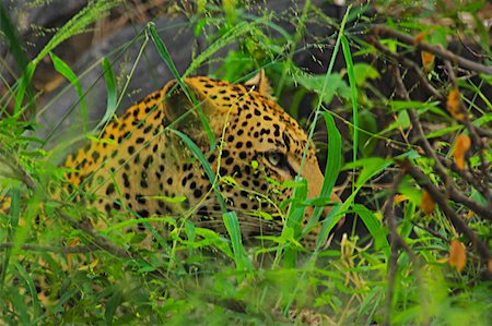 simsearch:625-01745333,k - Male leopard (Panthera pardus) hiding in tall grass in a forest, Motswari Game Reserve, South Africa Foto de stock - Sin royalties Premium, Código: 625-01745170