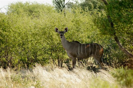 Female kudu (Tragelaphus strepsiceros) in a forest, Okavango Delta, Botswana Foto de stock - Sin royalties Premium, Código: 625-01745185