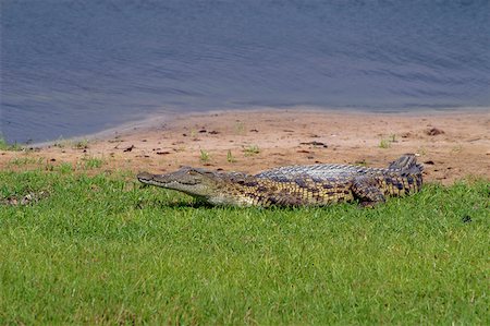 Crocodile du Nil (Crocodylus niloticus) reposant sur la rive du fleuve, Parc National de Chobe, Botswana Photographie de stock - Premium Libres de Droits, Code: 625-01745189