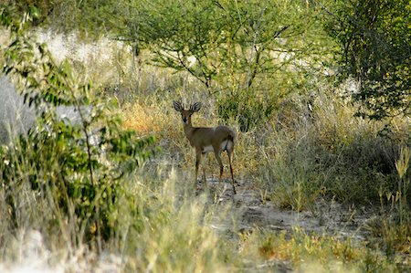 désert de kalahari - Springbok (Antidorcas marsupialis) dans une forêt, désert du Kalahari, au Botswana Photographie de stock - Premium Libres de Droits, Code: 625-01745182