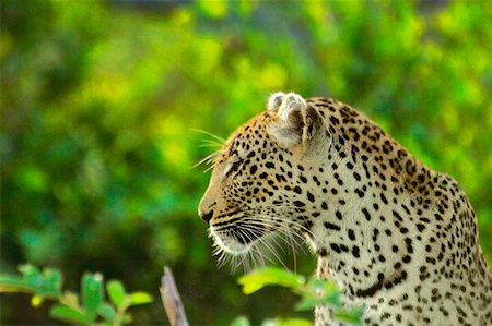 simsearch:625-01745333,k - Female leopard (Panthera pardus) in a forest, Motswari Game Reserve, South Africa Foto de stock - Sin royalties Premium, Código: 625-01745183