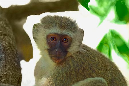 Close-up of a Vervet monkey (Cercopithecus aethiops) on a tree, Makalali Game Reserve, South Africa Stock Photo - Premium Royalty-Free, Code: 625-01745195