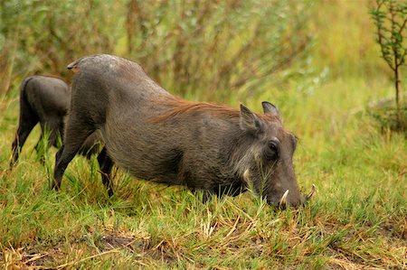 Two Warthogs (Phacochoerus aethiopicus) looking for meal in a forest, Okavango Delta, Botswana Foto de stock - Royalty Free Premium, Número: 625-01745196