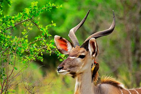 Oxpecker on the neck of a male Kudu (Tragelaphus strepsiceros), Kruger National Park, Mpumalanga Province, South Africa Stock Photo - Premium Royalty-Free, Code: 625-01745192