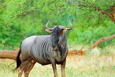 Gnou (Connochaetes taurinus) dans une forêt, réserve de gibier de Makalali, l'Afrique du Sud Photographie de stock - Premium Libres de Droits, Code: 625-01745204