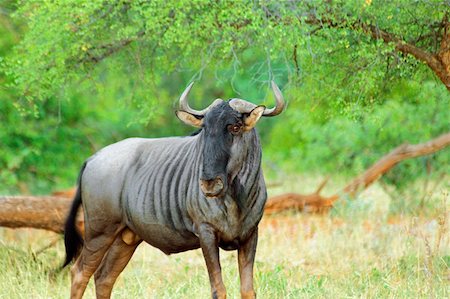 Wildebeest (Connochaetes taurinus) in a forest, Makalali Game Reserve, South Africa Stock Photo - Premium Royalty-Free, Code: 625-01745204