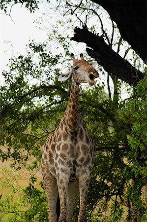 Girafe (Giraffa camelopardalis) dans une forêt, Delta de l'Okavango, Botswana Photographie de stock - Premium Libres de Droits, Code: 625-01745208