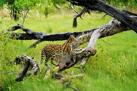 serval - Serval (Felis serval) sharpening its claws on a tree trunk, Okavango Delta, Botswana Foto de stock - Sin royalties Premium, Código: 625-01745203