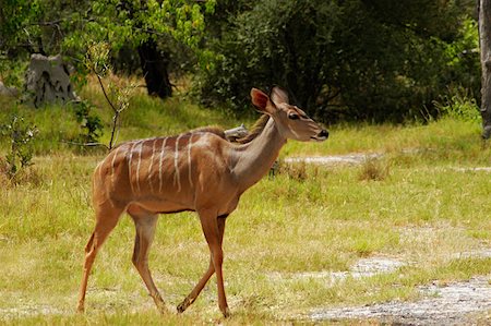 Femelle koudou (Tragelaphus strepsiceros) dans un forêt, Delta de l'Okavango, Botswana Photographie de stock - Premium Libres de Droits, Code: 625-01745217