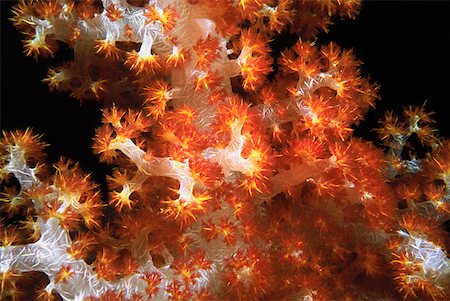 dendronephthya - Close-up of Orange Soft Coral and Yellow Soft Coral underwater, Sipadan, Malaysia Stock Photo - Premium Royalty-Free, Code: 625-01745226